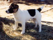 oliver1a.jpg